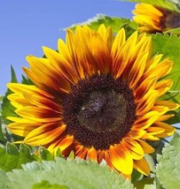 Solar Power Sunflower Plant Seeds - $6.99