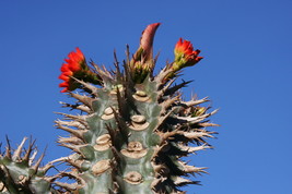 Euphorbia Viguieri, exotic rare succulent madagascar palm cacti seed 50 seeds - $19.99