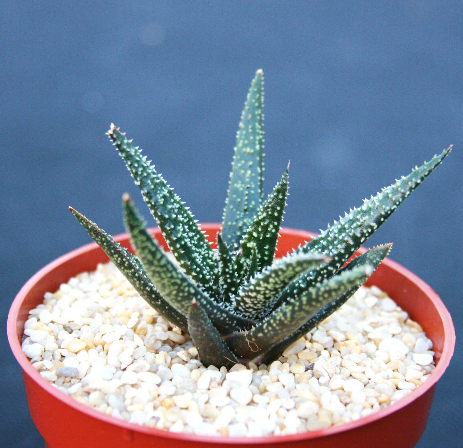 ALOE Twilight Zone, exotic rare succulent hybrid bonsai gasteraloe plant 4" pot - $19.99