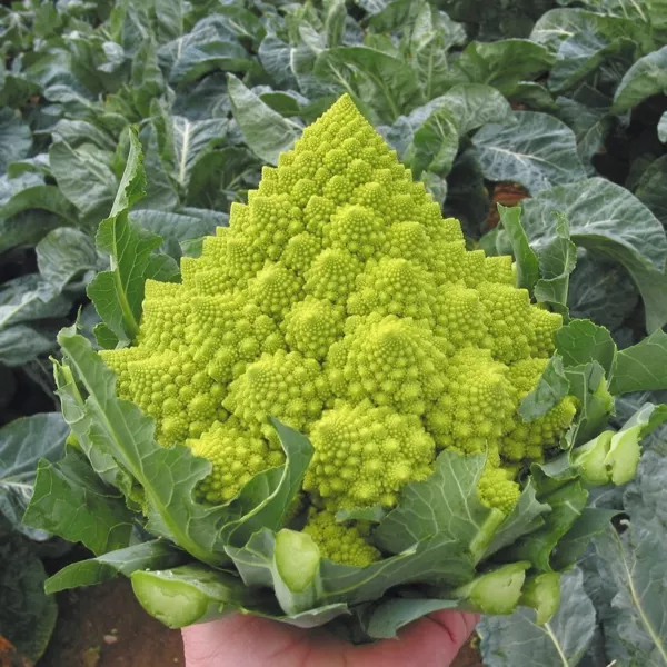 200+ Romanesco Broccoli Seeds Non Gmo Heirloom Organic Fresh New - £7.92 GBP