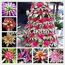 200  pcs Rare Mini Bonsai Bromeliad palnts, Exotic Plant Bonsai Flower, Indoor P - £4.46 GBP