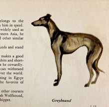Greyhound 1939 Dog Breed Art Ole Larsen Color Plate Print Antique PCBG17 - $570.01 MXN