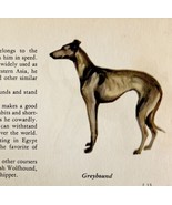 Greyhound 1939 Dog Breed Art Ole Larsen Color Plate Print Antique PCBG17 - $40.67 CAD