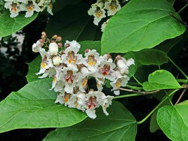 Cigartree - Southern Catalpa - Catalpa bignonioides - 50+ seeds W 035 - £1.95 GBP