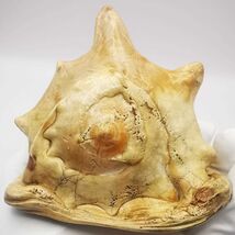 Vintage Interior Seashell Leaning To Your Ear - The Noise Of The Surf Is... - $60.00