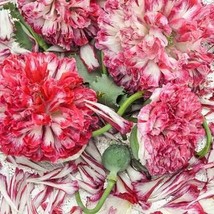Poppy Antique Flemish Double 100 Seeds Free Shipping - $75.58 MXN