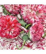 Poppy Antique Flemish Double 100 Seeds Free Shipping - $76.02 MXN