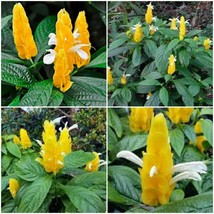 Justicia brandegeana~yellow shrimp plants live plants~5 to 7 inches tall - £22.71 GBP