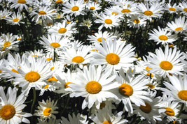 Shasta Daisy 1000 Seeds, 5&quot; Wide, Snow White Flowers With A Yellow Center Bulk G - £18.93 GBP