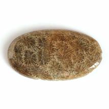 36.23 Carats TCW 100% Natural Beautiful Fossil Coral Oval cabochon Gem by DVG - £16.25 GBP