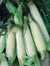 SML Country Gentleman Sweet Corn Seeds 40 Organic Sweet White Corn Bulk ... - $12.69