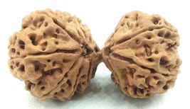 Raro Super Collettore Misura Gauri Shankar Rudraksha - 12 Mukhi - 44 MM - - $327.29