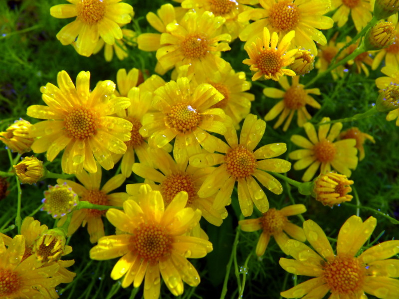 100 Dahlberg Daisy Seeds Thymophylla Tenuiloba Gold Carpet Flower