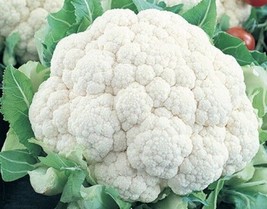 SR12Store 400 Cauliflower Seedself Blanching Nongmo Heirloom US Product - £6.72 GBP