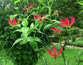 Glory Lily {Gloriosa rothschildiana} Fragrant 10 seeds - £6.70 GBP