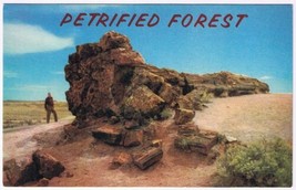 Postcard Famous Old Faithful Log Petrified Forest Near Holbrook Arizona - £2.35 GBP