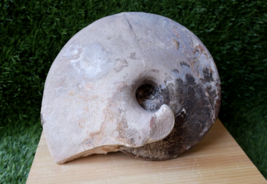 9 inch Chofaticeras Segne  Ammonite Cretaceous Fossils from Morocco N167 - £115.43 GBP