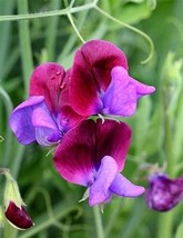 Rose Red Tall Sweet Pea, 100 Seeds D - £13.02 GBP