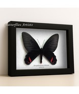 Atrophaneura Dixoni Red Patches Real Butterfly Entomology Collectible Sh... - $68.00