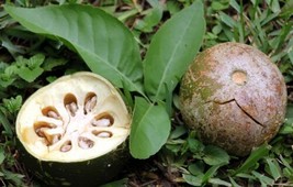 Aegle Marmelos 8 Seeds Indian Bael Fruit Golden Apple Shrub Tree Bengal Quince G - $12.78