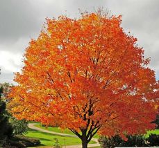 24-36&quot; Tall Seedling, 2-3 Ft Tall Live Plant Sugar Maple Tree Acer sacch... - $99.90