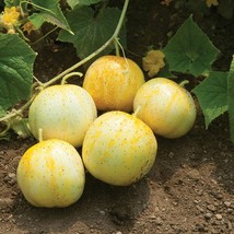 Lemon Cucumber Seeds Budamkaya Burpless Fresh Fast Shipping - $3.78