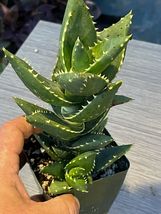 Live Plant In 4” Pot Aloe distans Gold Teeth - $47.40
