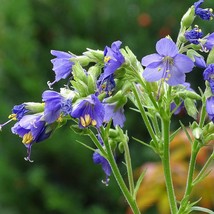 Jacobs Ladder Kashmir 25 Flower Seeds Fresh USA Shipping - $13.76