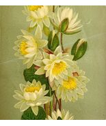 1880s-90s Water Lily Victorian Greeting Card Unused 7 x 4&quot; Antique Ephemera - $718.62 MXN