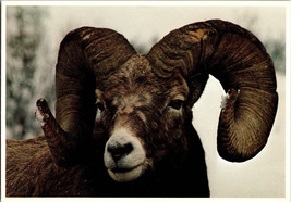 Bighorn Sheep From the Roof of the Canadian Rockies Vintage Postcard Unposted - £5.13 GBP