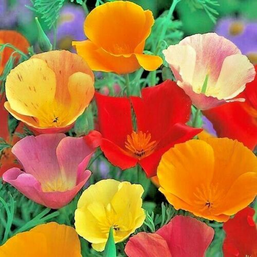 Primary image for 15001 Seeds CALIFORNIA POPPY MIX Native Flower White Orange Pink Red Yellow