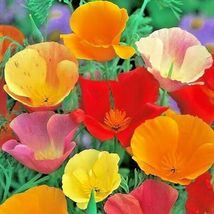 15001 Seeds California Poppy Mix Native Flower White Orange Pink Red Yellow - £20.78 GBP