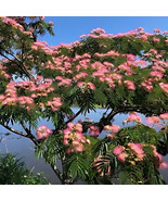 Pack Of 2 Live Mimosa Trees Large Fragrant Pink Blooms Umbrella Shape Trees Fres - $64.98