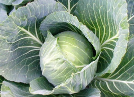 PS 200 Cabbage Seeds Early Jersey Wakefield Heirloom Non-Gmo Fast Grow - $166.68 MXN
