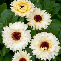 Calendula Snow Princess, 50 Seeds R - £12.93 GBP