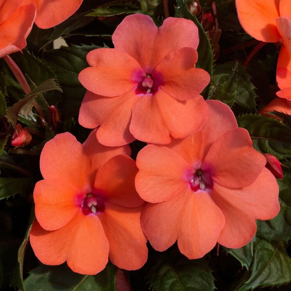 50 Impatiens seeds impatiens sun and shade Resister Coral - $13.65
