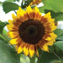 Sunflower - Procut Bicolor Premium flower seeds  Beautiful  Specialty  1... - £9.19 GBP