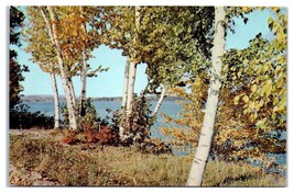 White Birches Province Lake New Hampshire Unused Postcard - £11.09 GBP