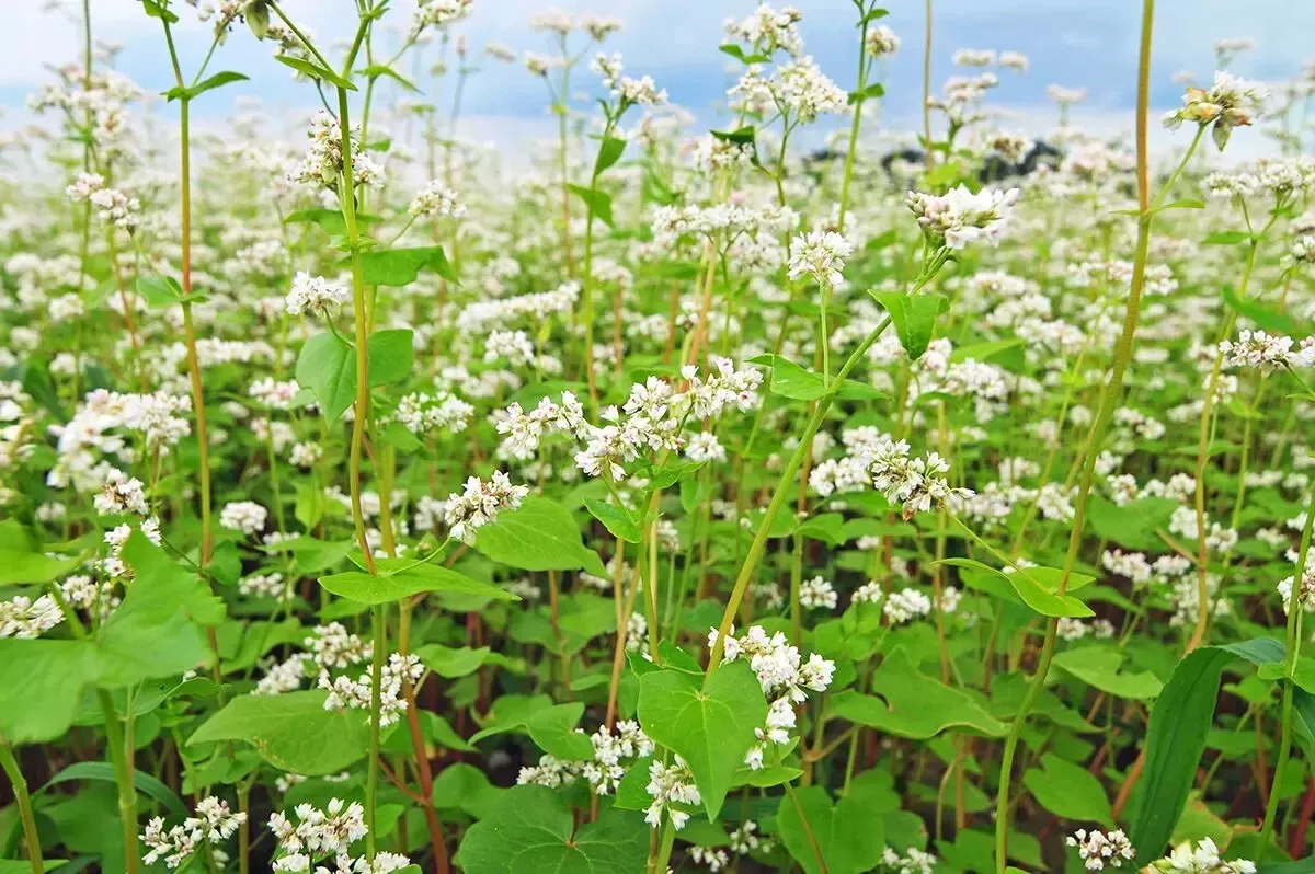 Buckwheat Seeds (200) / ANCIENT GRAIN / FLOWER / ORGANIC / EXTREMELY RARE - $16.44