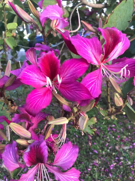 10 Purple Orchid Tree Bauhinia Purpurea Camel&#39;S Foot Butterfly Flower Tree Seeds - £4.48 GBP