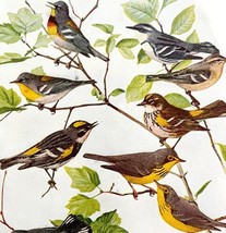 Warbler Varieties #4 1936 Bird Lithograph Color Plate Print DWU12C - £19.66 GBP