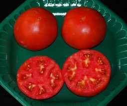 100 Seeds Celebrity Hybrid Tomato Speed Plant Heirloom Quick Garden Perfection - $8.35