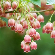 Showy Lantern Seeds Organic Enkianthus Campanulatus Seeds Red Outdoor Fl... - $10.99