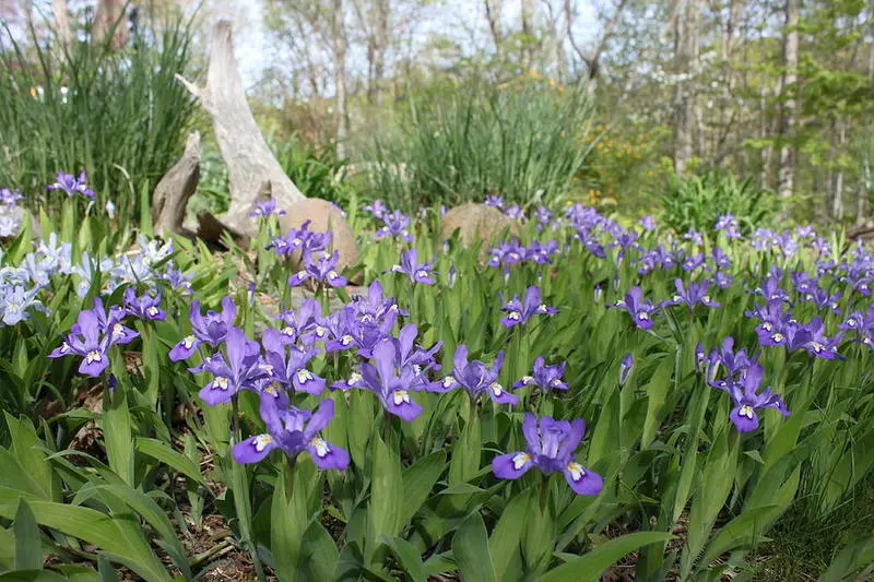 Crested Wild Iris Roots (Iris cristata) - 5 Roots, Hardy in Zones 3-9 - £24.07 GBP