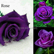 Spring Sunshine Purple Rose Flowers 50 Seeds Style Fragrant E3663 Garden USA Shi - $5.44