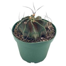 Astrophytum Capricorne, 4 inch, Goat&#39;s Horn Cactus, Bishop&#39;s Cap - £14.78 GBP