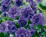 Double Purple Geranium 12 Seeds Flowers Perennial Flower Seed Usa - £4.71 GBP