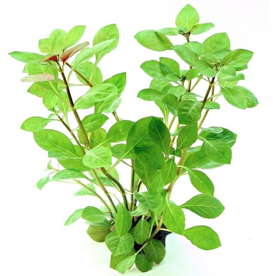Primary image for LUDWIGIA  REPENS -Freshwater Aquatic Live Plants  SUPER PRICE!!!!!!