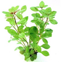 Ludwigia Repens -Freshwater Aquatic Live Plants Super Price!!!!!! - £3.08 GBP