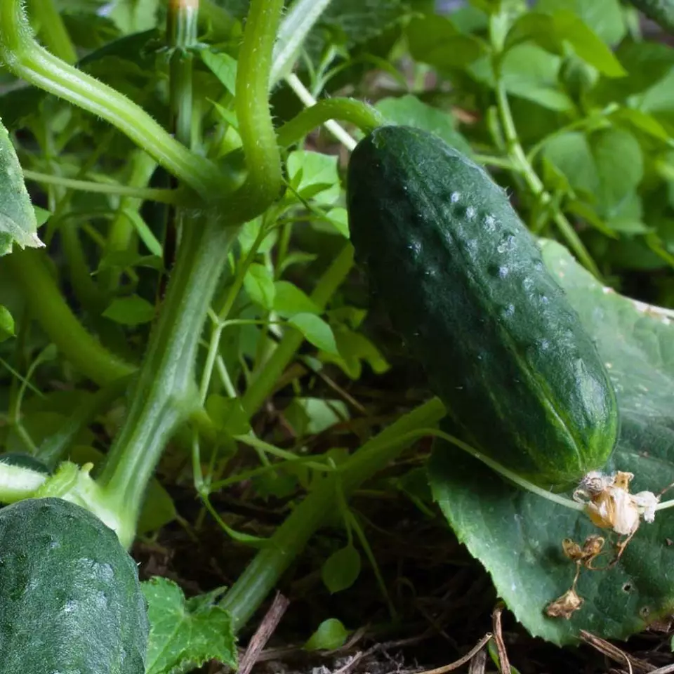 BStore 30 Spacemaster Cucumber Non-Gmo Compact Cucumber Plant Seeds Star... - £7.43 GBP